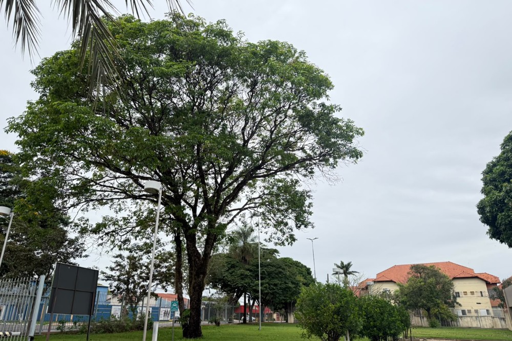 Amanhecer gelado em Campo Grande neste domingo (6). — Foto: Nadine Lopes/g1