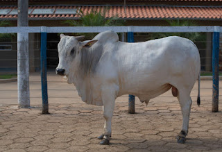 Foto: Suellen Gonçalves 